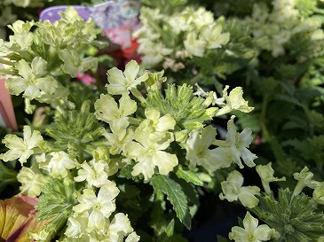 花かんざし 275円
