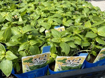 スイートバジル 220円