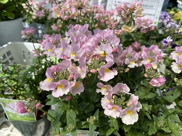 ネメシア (ゲブラナガトヨ) 550円