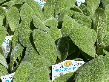 ラムズイヤー 220円