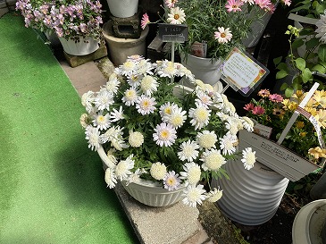 寄せ植え各種