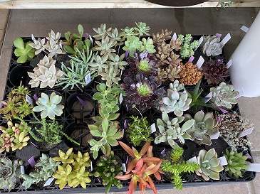 多肉植物
