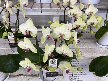 胡蝶蘭